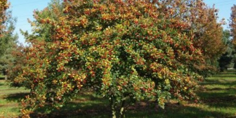 Ukrasno drveće i grmlje: šljivini glog